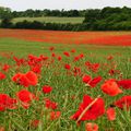 champs de coquelicots