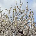 Revoilà le printemps