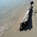 Petits trésors du bord de mer....