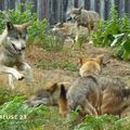 Les loups de Chabrières prennent leur goûter à 16h : il vaut mieux s'en souvenir !