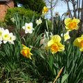 LES JONQUILLES...