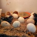 Naissance des poussins !!