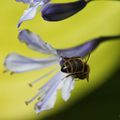 Partage du nectar , abeille et coccinelle