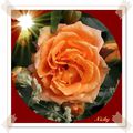 une rose orange