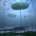 En Australie, une centrale à vagues produit de l’énergie pour la première fois dans le monde