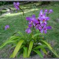 Bouquet du week end