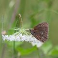 Tristan * Ringlet