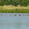 ballade en troupeau sur la rivière ..