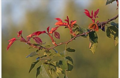 Printemps piquant