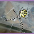 reflet miroir d'Argiope frelon