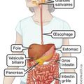 Sciences : Le système digestif