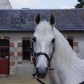 Présentation des chevaux du conservatoire des races 