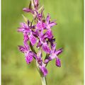 Dactylorhize de Lapponie : Dactylorhiza lapponica