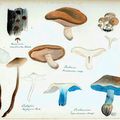  p. 101-108 ファーブルのキノコの水彩画 Les aquarelles de champignons de Fabre