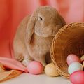 Le Lapin de Pâques 2025 de Lindashee