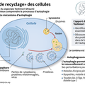 AUTOPHAGIE. Une clé pour vieillir en bonne santé 