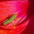 Tombé sur le pistil