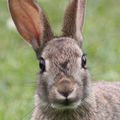 Un été dans mon jardin, avec un lapin sauvage