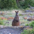 Petit wallaby !