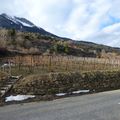 La vigne des Hautes-Alpes