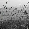 L'ENCRE SERAIT L'OMBRE...Extrait
