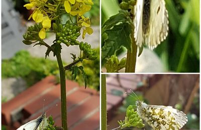 Couleur au jardin et lecture, Dossier 1569