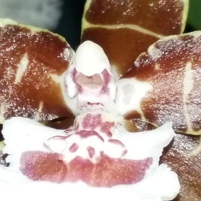 Orchidées en fleurs 