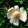 Le champignon qui se prenait pour une fleur