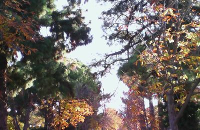 Promenade au parc
