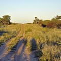 Botswana " les jardins du Kalahari "!... 