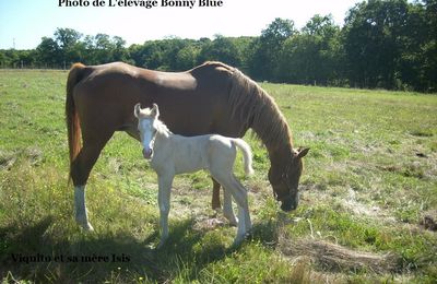 Les parents de Viquito Bonny Blue 