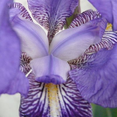 iris