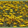 Fleurs marocaines ...