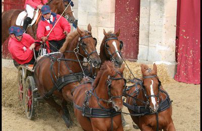 Formation attelage au Haras de Montier en Der