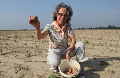 Le glanage: une pratique ancestrale qui perdure en Normandie (Pays de Bray)