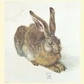 Albrecht DURER A Young Hare