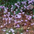 Cyclamen coum