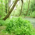 Les bords de la rivière Allaine