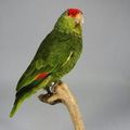 Collection d'ara, éclectus, cacatoes, amazones, perruches, loris, perroquets, loriquet, et conure 