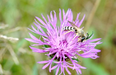 Halicte de la Scabieuse mâle (Halictus scabiosae)