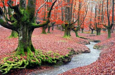 Les plus belles forêts du monde