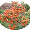 Buisson ardent ou  Pyracantha