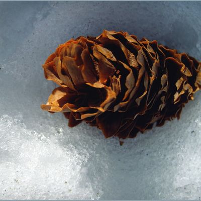 Pomme de pin - Szyszka