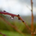 Après la pluie...