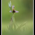 Sur la pelouse, l'Ophrys abeille dans tous ses états!