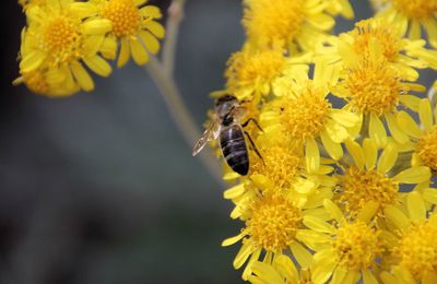 LE BOUQUET DU VENDREDI