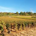 Les chemins passent essentiellement par le vignoble