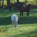 Cheval de travail Ardennais