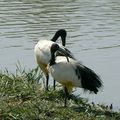 Ibis sacrés 02