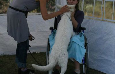 2012: brevet de chien visiteur